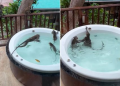 The balcony of the couple’s room is occupied by wild monkeys that ‘settle’ in the jacuzzi tub (photos)