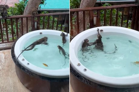 The balcony of the couple’s room is occupied by wild monkeys that ‘settle’ in the jacuzzi tub (photos)