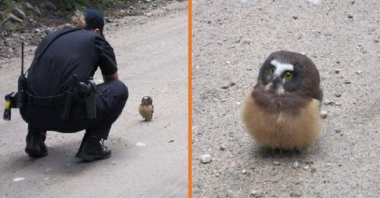 Police officer talks to the little lost owl on the forest road (VIDEO-photo)