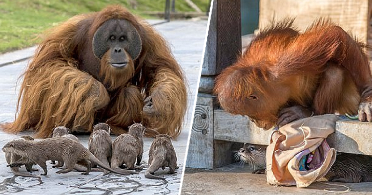 Amazing images show the urangutan playing and teaching the otter family in the garden (photos)