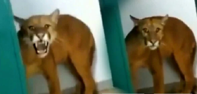 The student is horrified when he finds the cougar hidden in the school toilet that screams threateningly (Video)