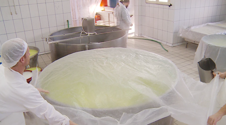 Even milk from imports. Albania does not meet its needs with domestic production