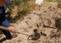 A skeleton is discovered in Ardenica, suspected to belong to an Italian soldier