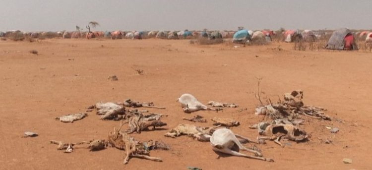 Heavy drought in decades destroys life of Ethiopian nomadic communities (photos)