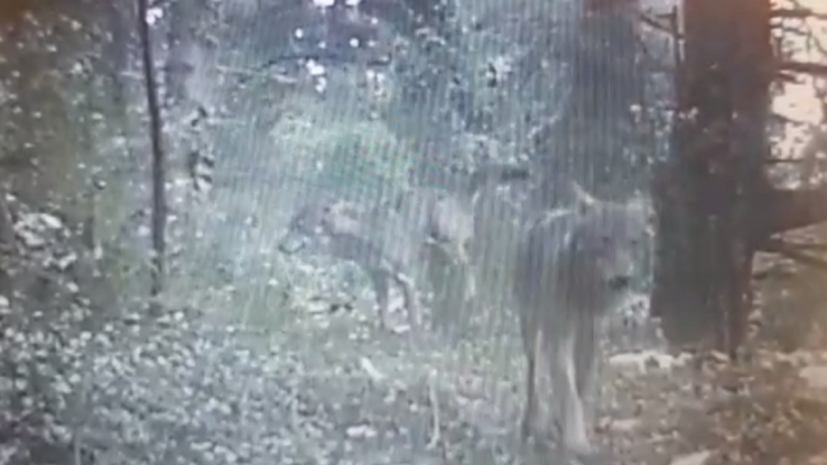 Dangerous adventures of tourists in Llogora, from the difficult road to wolves moving in herds