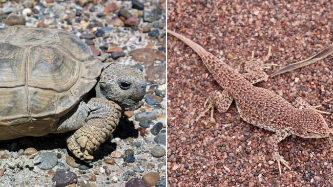 ‘Ugly’ reptiles go extinct because they are less charismatic (photos)