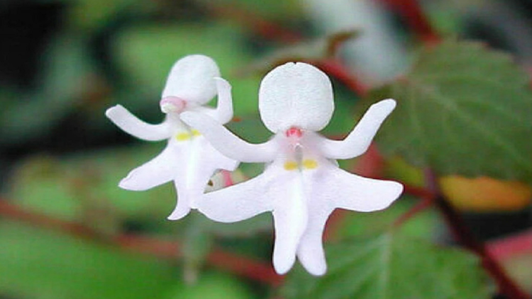 Wonders of nature!  Creatures you will not believe are real
