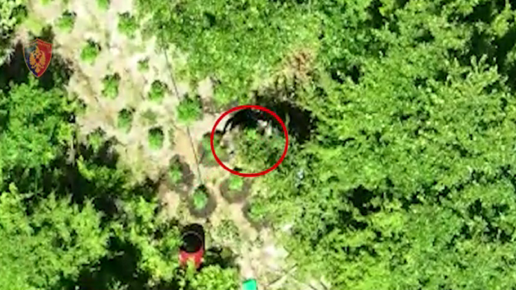 Video / The drone caught him watering cannabis, the 45-year-old is arrested