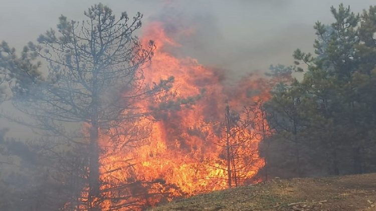 Mirdita / Forests in the Reps area are engulfed by flames