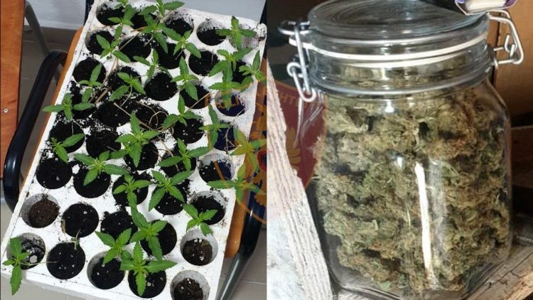 They were cultivating cannabis at home, two arrested in Lezha