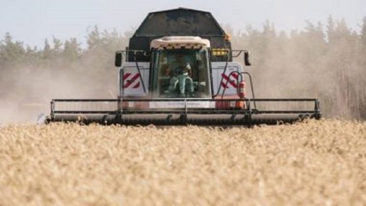 Rising grain prices, how the Russia-Ukraine war has affected