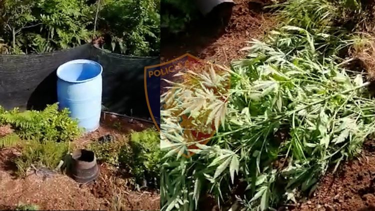 Drone hundreds of narcotic plants, one of the perpetrators is arrested in Shkodra