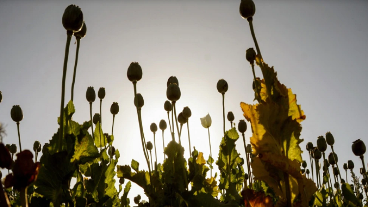 The Taliban launch campaign to ban opium production