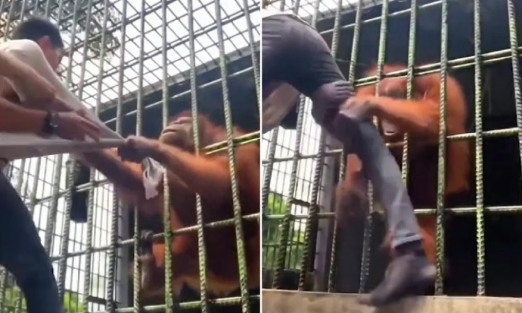 Moments of horror when the urangutan in the cage grabs the visitor by the leg without releasing him (video-photo)