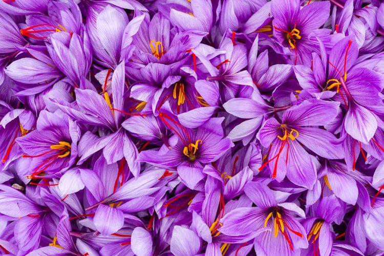 Side effects of turmeric that you need to know