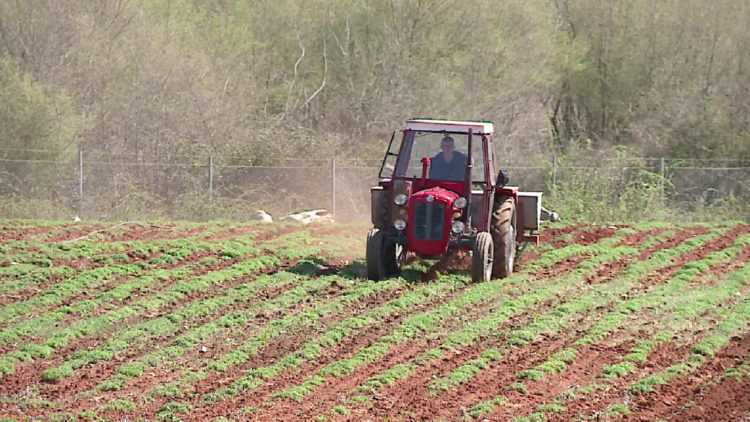 Fruit and vegetable production increased in 2021, led by Fieri! Falling olives and beans