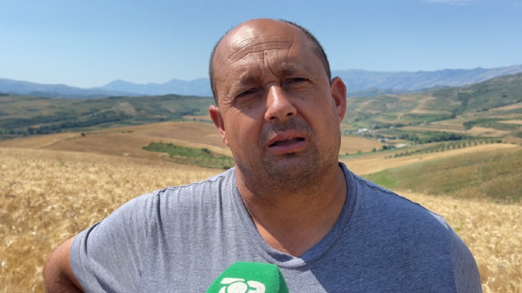Absurdity with the price of wheat / Italian farmer in Selenica: Albanian traders buy their country’s wheat in Italy
