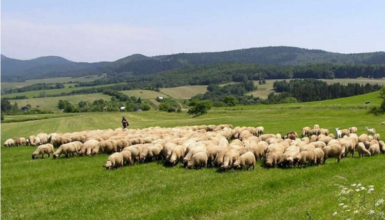 The number of cattle and milk production decreased during 2021, honey production “flourished” (Statistics)