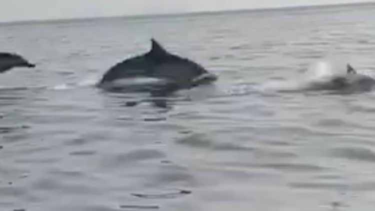 Herd of dolphins ‘performs’ in the bay of Vlora (Video)