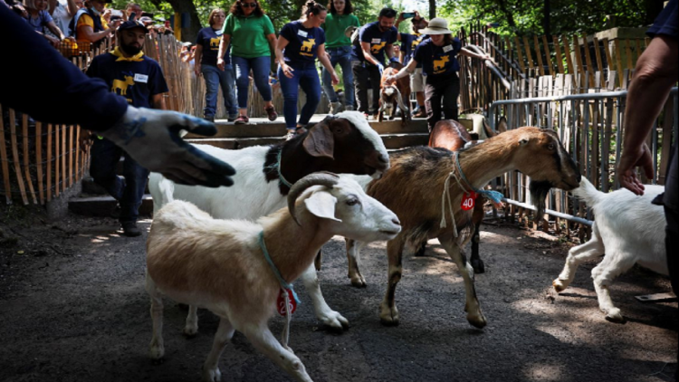 Strange in New York, goats “occupy” the streets in the city park (Photo)