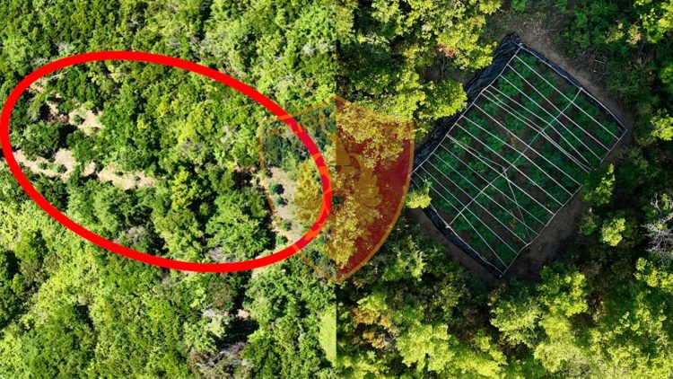 Drugs among the trees, the drone identifies the cannabis plot in Lezha