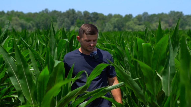 With wheat, against Putin! Durrës patriotic farmer plants 137 hectares of cereals