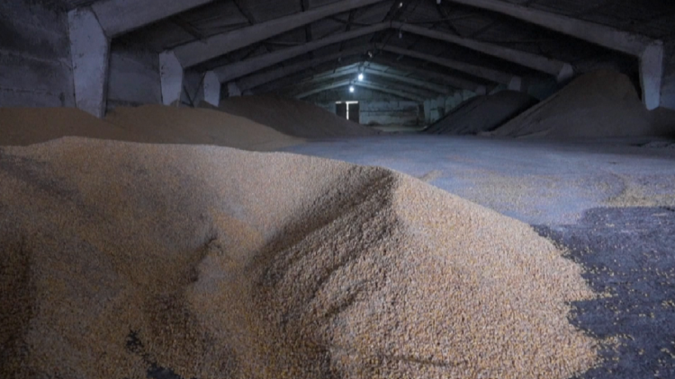 Ukraine accuses Russia: 600 thousand tons of wheat have been stolen from us