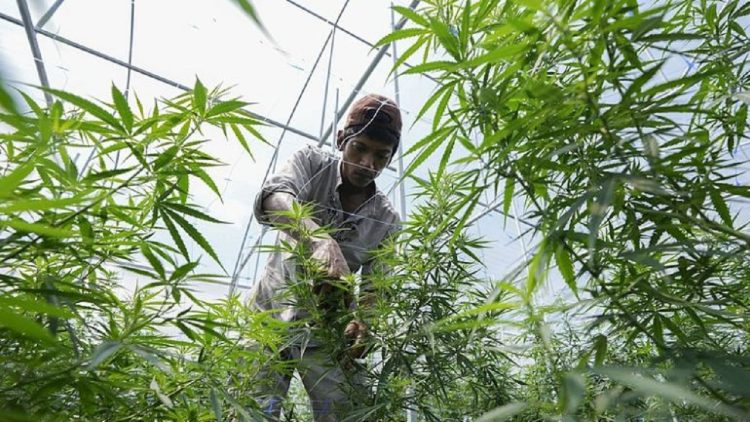 Holiday in Thailand, cannabis is legalized for users as well