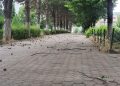 Kukes is covered by strong winds, some trees are broken