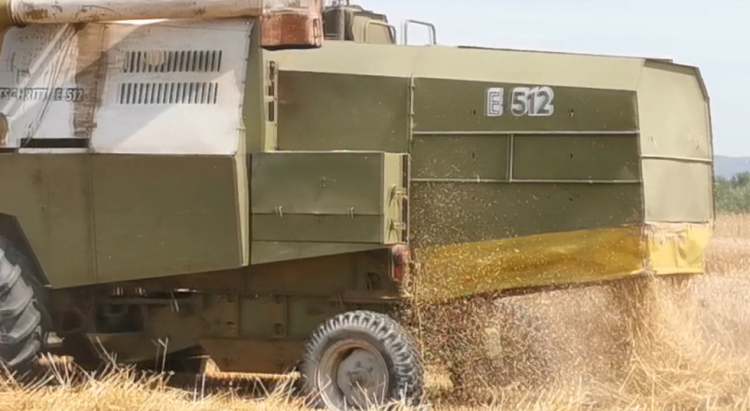 Wheat is sold for 3500 ALL! Farmers in Lushnja: Traders are buying it cheaper than hime