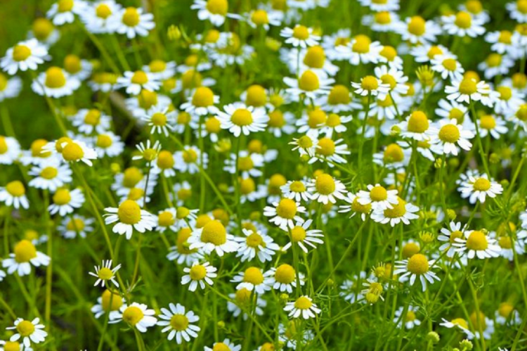 Medicinal plants that relieve anxiety and stress