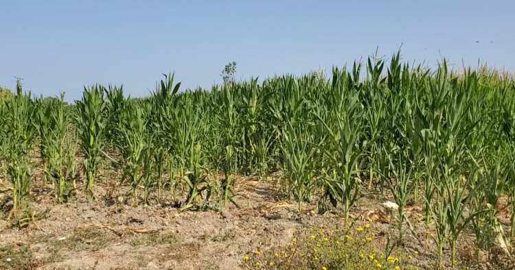 On the Vjosa side and without water / Farmers’ protest in Fier, crops are drying up