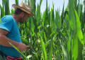 Parasite that is damaging corn in Saranda / About 50 percent of production is endangered