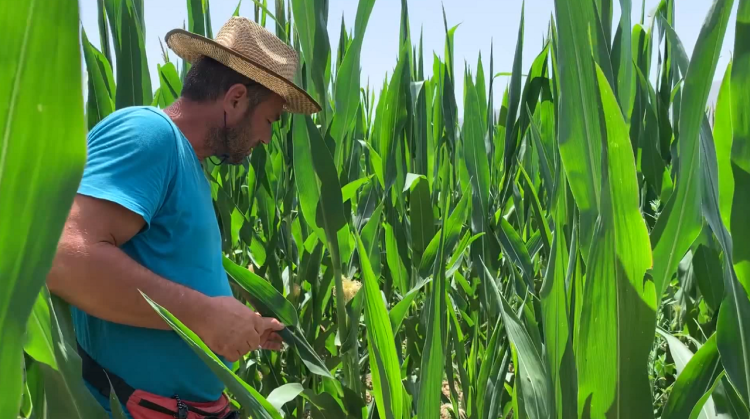 Parasite that is damaging corn in Saranda / About 50 percent of production is endangered