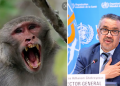WHO will change the name of the monkey pox because it ‘sounds racist’ to Africans (photos)