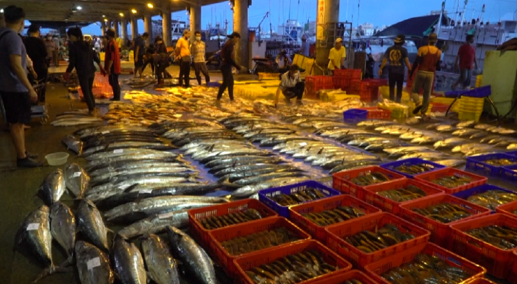 Fish Market in Taiwan Strait Islands Unaffected by Threats of China-US War (photos)