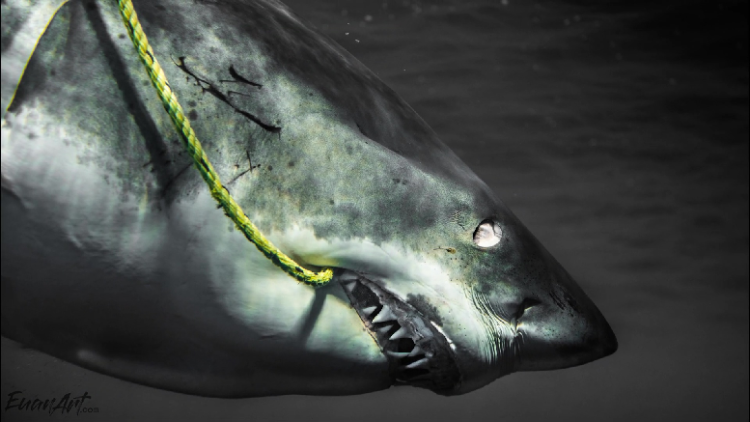 Moments when the ‘zombie’ shark attacks cuts a few centimeters away from the stunned diver (photos)