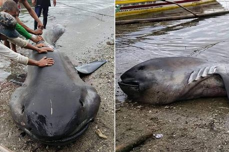 Locals are shocked by the rare big-mouthed shark that comes out dead in the village (photos)