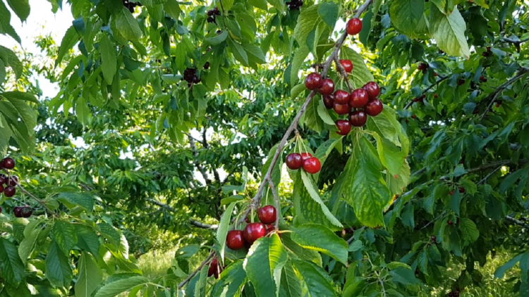 Cherry price protest, Dvoran farmers: Costs rise, prices fall