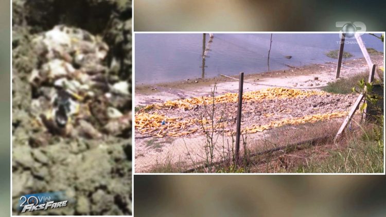 4,200 ducks die, 5 workers end up in hospital! The veterinary service did not quarantine the area, buried them in the reservoir