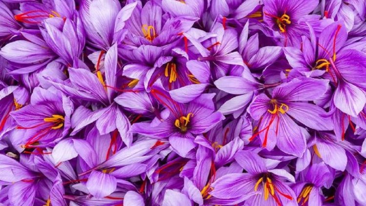 Side effects of turmeric that you need to know
