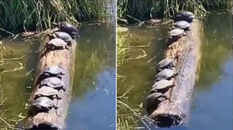 The most watched video on the internet is that of the seven turtles that keep the balance on the trunk in the pond (photos)