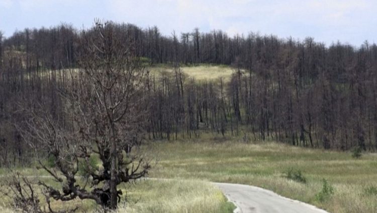 Nature recovers slowly on Greek island, a year after devastating fires in Evia (photos)