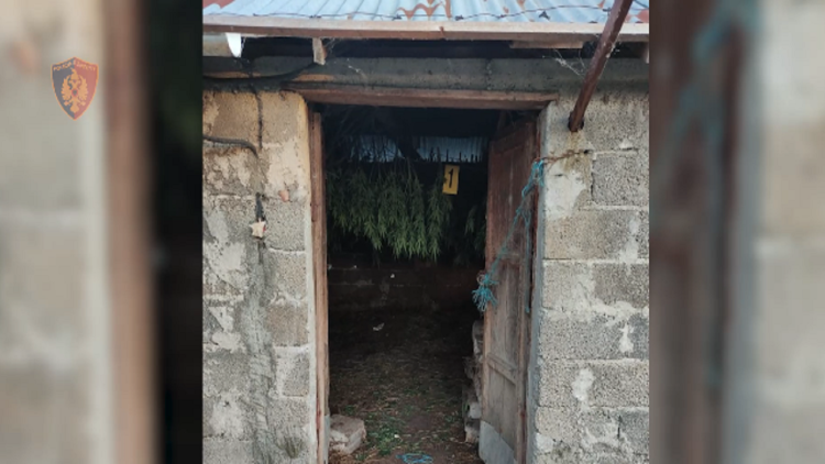 Names / Cultivated narcotics in Lezha! One person is arrested, another is declared wanted