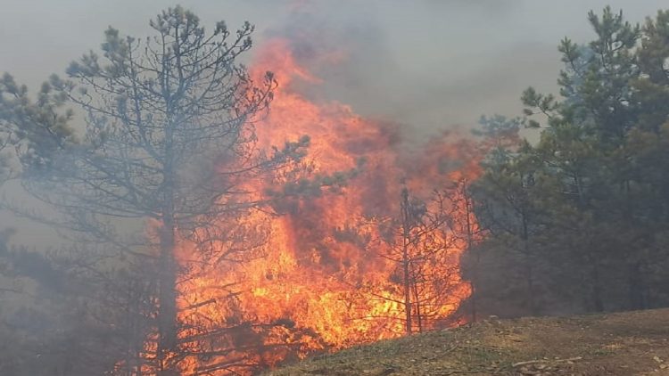 Mirdita / Forests in the Reps area are engulfed by flames