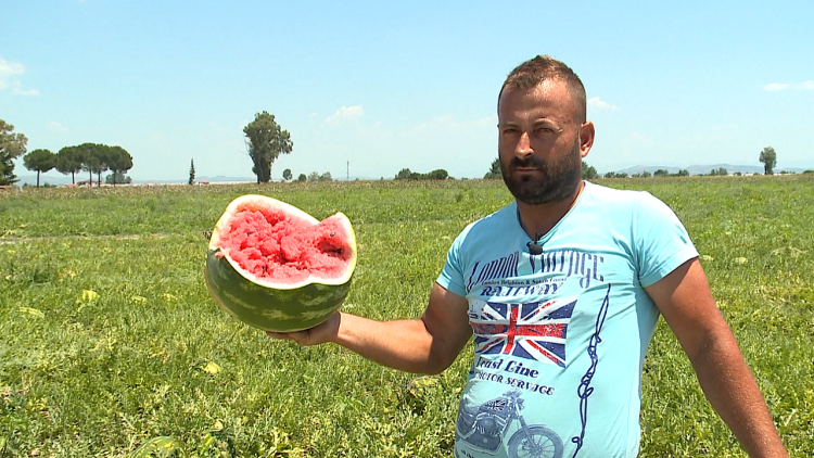 Low prices are penalizing watermelon producers, farmers: We are not selling