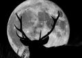 From the USA to Greece, the Deer Moon offers a spectacle in the night sky (Photo)