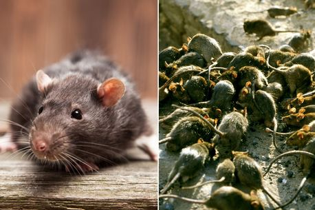 Rats should be ‘re-named’ so people aren’t scared of them, says French town hall infested with rodents (photos)
