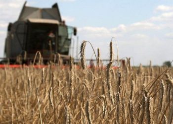 The price of wheat increases after the Russian missile attacks in Odesa