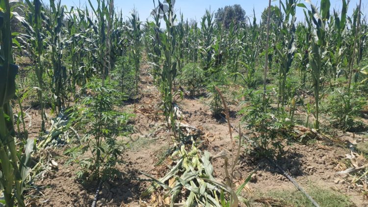 Cannabis among the corn in Fier, 4 owners are wanted, among them an 82-year-old